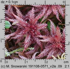 Sphagnum magellanicum (torfowiec magellański)