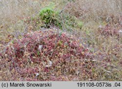 Sphagnum magellanicum (torfowiec magellański)