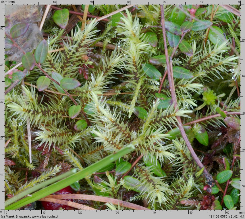 Aulacomnium palustre (próchniczek błotny)