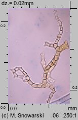 Thuidium philibertii (tujowiec włoskolistny)