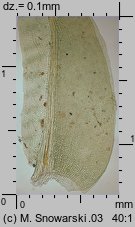 Fissidens taxifolius (skrzydlik cisolistny)