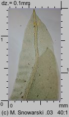 Fissidens taxifolius (skrzydlik cisolistny)