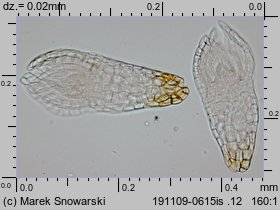 Bryum bicolor (prątnik dwubarwny)