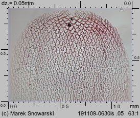 Sphagnum magellanicum (torfowiec magellański)