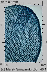 Sphagnum palustre (torfowiec błotny)