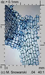 Sphagnum fimbriatum (torfowiec frędzlowany)