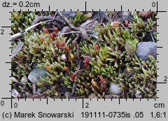 Bryum argenteum (prątnik srebrzysty)