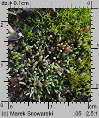 Bryum argenteum (prątnik srebrzysty)