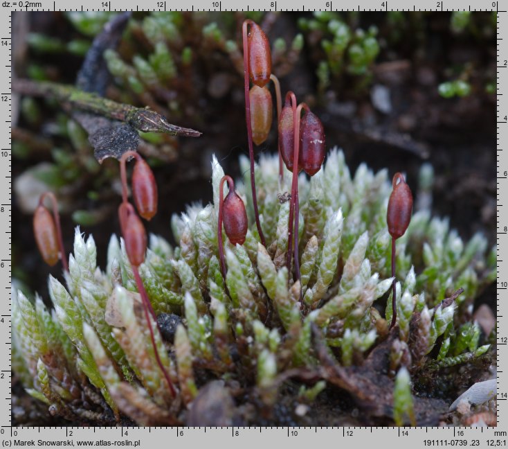 Bryum argenteum (prątnik srebrzysty)