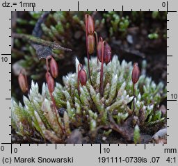 Bryum argenteum (prątnik srebrzysty)