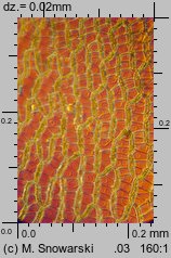 Sphagnum palustre (torfowiec błotny)