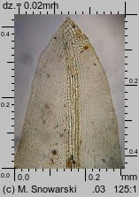 Barbula convoluta (zwojek skręcony)