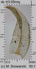 Barbula convoluta (zwojek skręcony)