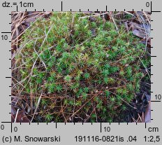 Polytrichastrum longisetum (złotowłos wysmukły)