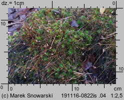 Polytrichastrum longisetum (złotowłos wysmukły)