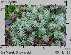 Polytrichum juniperinum (płonnik jałowcowaty)