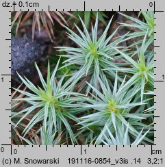 Polytrichum juniperinum (płonnik jałowcowaty)