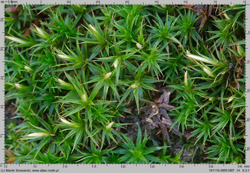 Polytrichastrum longisetum (złotowłos wysmukły)