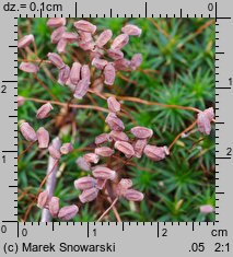 Polytrichastrum longisetum (złotowłos wysmukły)