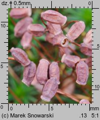 Polytrichastrum longisetum (złotowłos wysmukły)