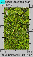 Ceratodon purpureus (zęboróg czerwonawy)