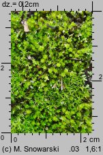 Bryum bicolor (prątnik dwubarwny)