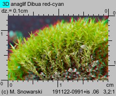Ceratodon purpureus (zęboróg czerwonawy)