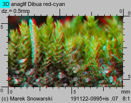 Bryum bicolor (prątnik dwubarwny)