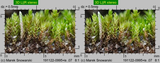 Bryum bicolor (prątnik dwubarwny)