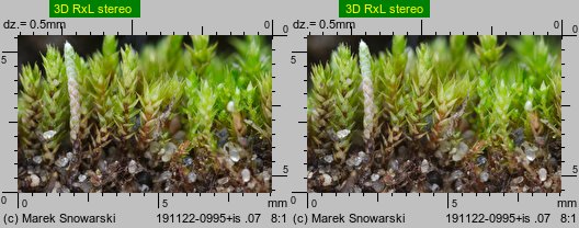 Bryum bicolor (prątnik dwubarwny)