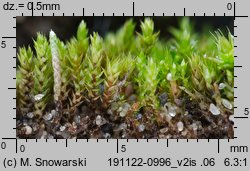 Bryum bicolor (prątnik dwubarwny)