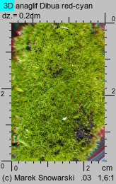 Ceratodon purpureus (zęboróg czerwonawy)