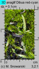 Brachythecium albicans (krótkosz wyblakły)