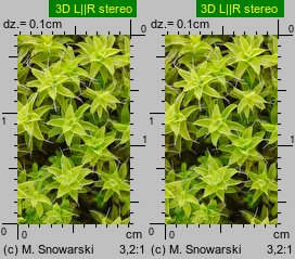 Syntrichia ruralis (pędzliczek wiejski)