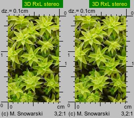 Syntrichia ruralis (pędzliczek wiejski)