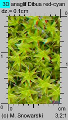 Syntrichia ruralis (pędzliczek wiejski)