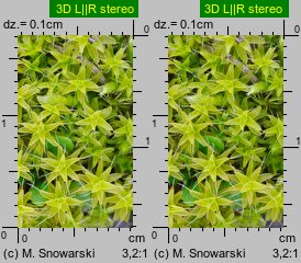 Syntrichia ruralis (pędzliczek wiejski)