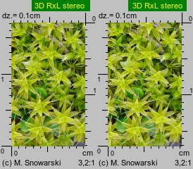 Syntrichia ruralis (pędzliczek wiejski)
