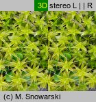 Syntrichia ruralis (pędzliczek wiejski)