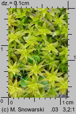 Syntrichia ruralis (pędzliczek wiejski)