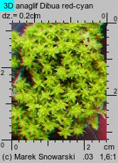Syntrichia ruralis (pędzliczek wiejski)