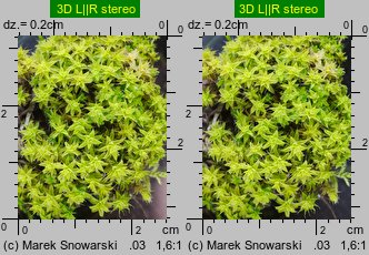 Syntrichia ruralis (pędzliczek wiejski)