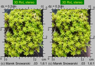 Syntrichia ruralis (pędzliczek wiejski)
