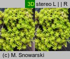 Syntrichia ruralis (pędzliczek wiejski)