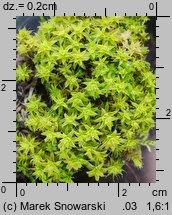 Syntrichia ruralis (pędzliczek wiejski)