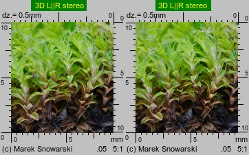 Syntrichia ruralis (pędzliczek wiejski)