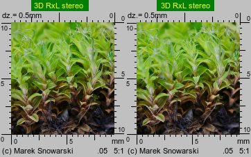 Syntrichia ruralis (pędzliczek wiejski)