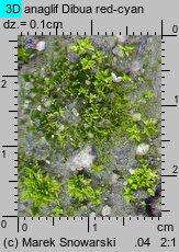 Tortula acaulon (brodek bezłodygowy)