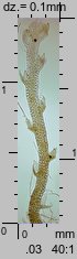 Cephaloziella divaricata (buławniczka zwyczajna)