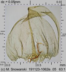 Ptilium crista-castrensis (piórosz pierzasty)